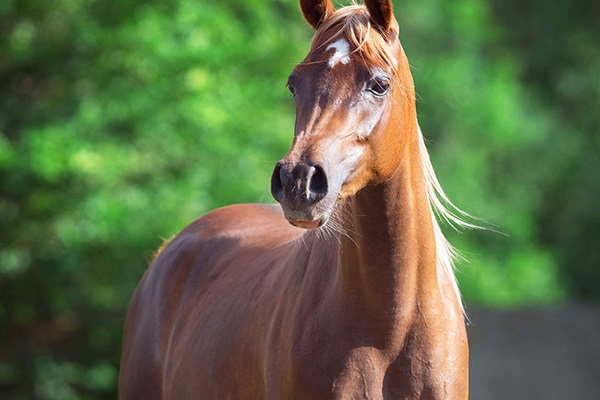 brown horse standing